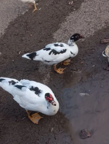 Casal de patos à venda....