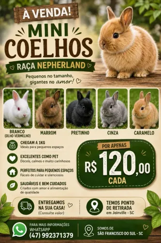 Mini coelho nepherland
