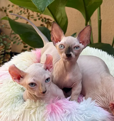 Filhotes Sphynx