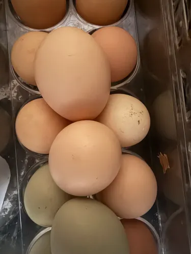 Ovos caipira fresquinhos