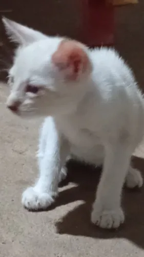 Gatos