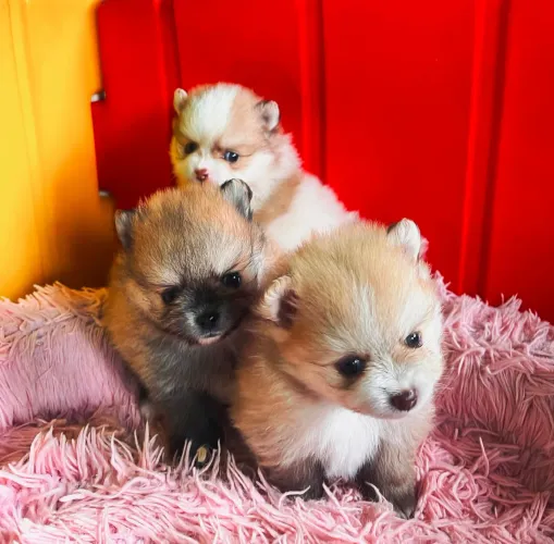 Lulu da Pomerânia anão