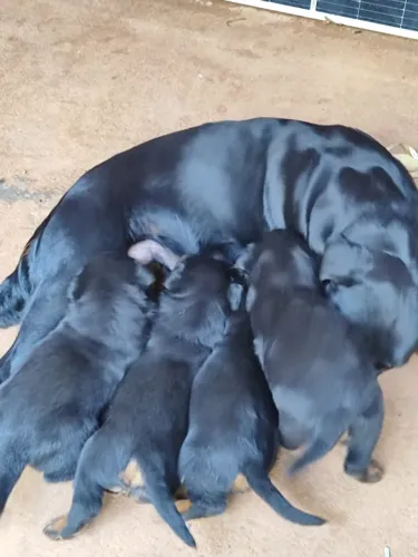 Cachorros ( Rottweiler )