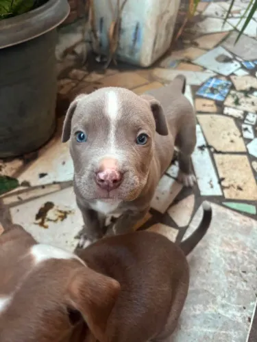 Pitbull - link 