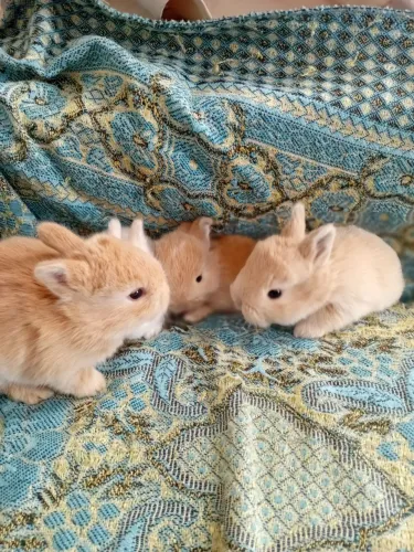 Netherland dwarf 