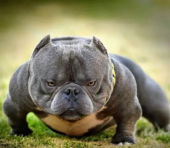 Vendo filhotes de Americam bully parcelo pedigree .