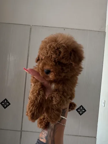 Poodle Toy red ( machos )
