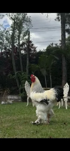 Ovos férteis, pintinhos e pintainhas. Raça Brahma gigante e GSB galinha sertaneja balão