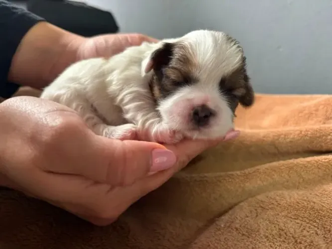 Filhote Shitzu macho cachorro