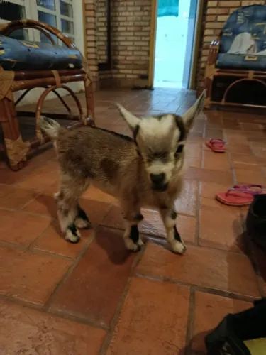 Mini cabrito fêmea