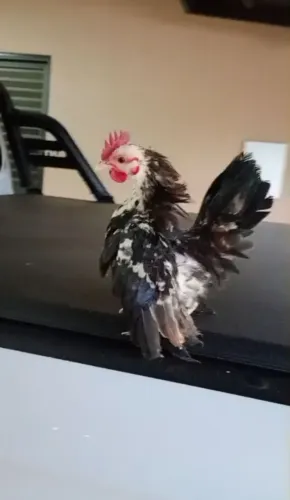 Galos novos Serama 