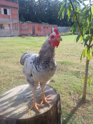 Frango Caipira Gigante 
