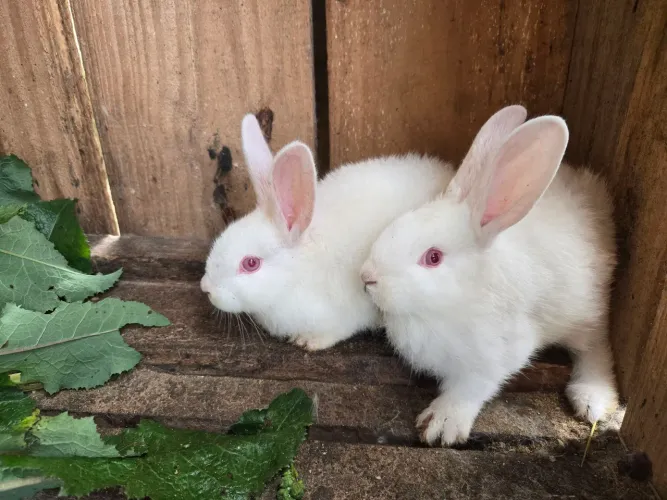 Coelhos