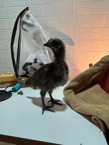 Pintinho de AYAM Cemani - Puro