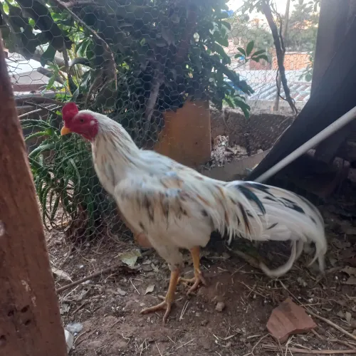 Galo caipira