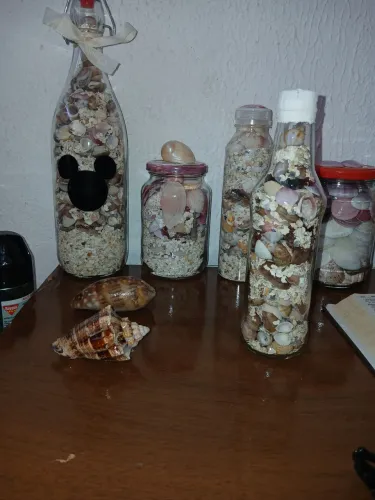 Vendo conchas do mar diversas cores e modelos