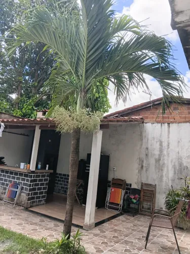 Palmeira imperial R$ 6.000,00