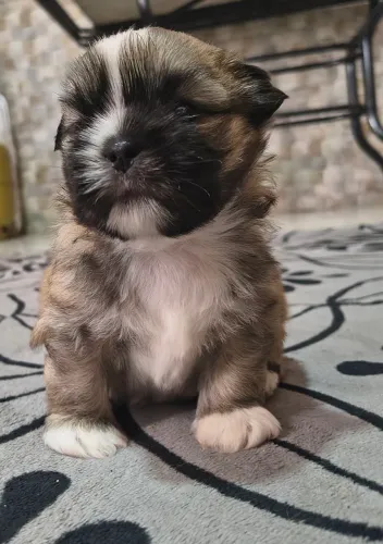 Shitzu macho com 2 meses e meio, lindo e muito esperto 