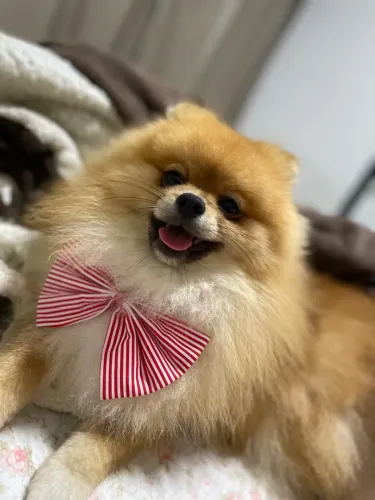 Cachorro