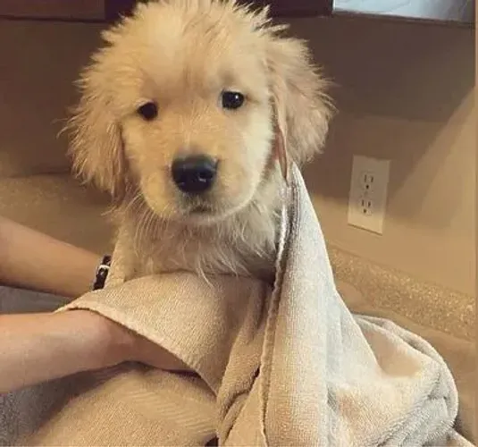 Golden Retriever Um presente que faz sucesso em qualquer momento
