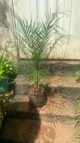 ? Palmeira