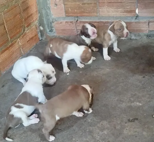 Filhote de pitmonster puro