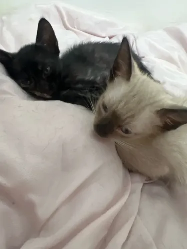 Doação de gatinhos