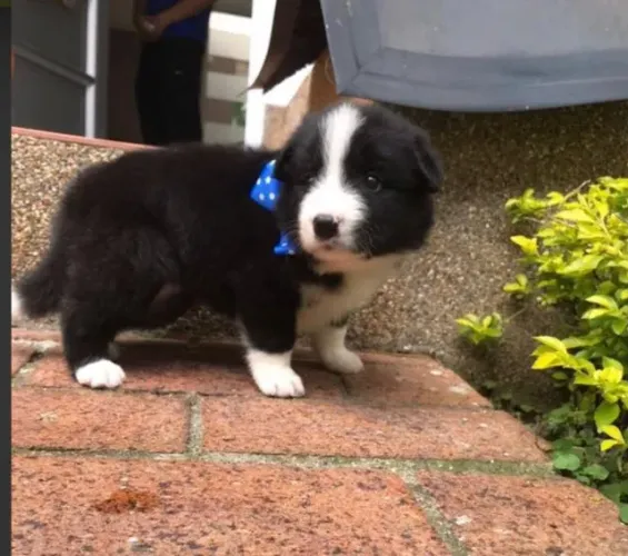 Filhotes de Border Collie | Carinho que inspira confiança.