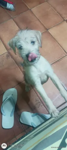 Doação de um cachorrinho Bonito , adoção responsável.
