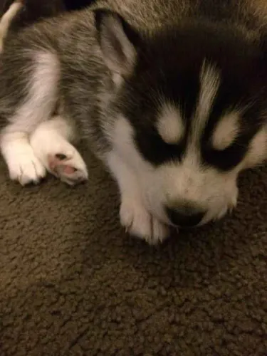 Filhote husky siberiano, Seu novo melhor amigo de quatro patas te espera!