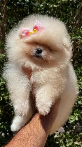 Lulu da pomerania femea 