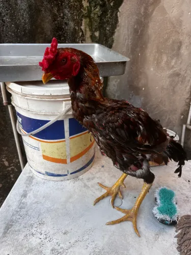 Galo carioca 