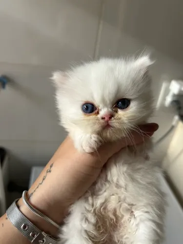 Vendo gatos persa