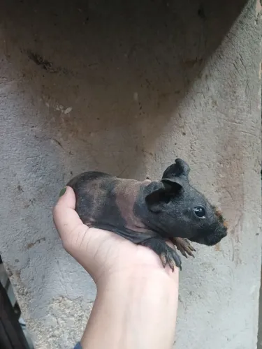 Venda ou troca