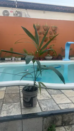 Mini Palmeira imperial 