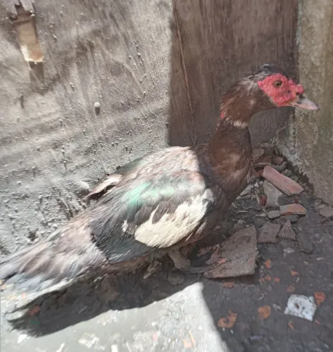 Pato a venda 
