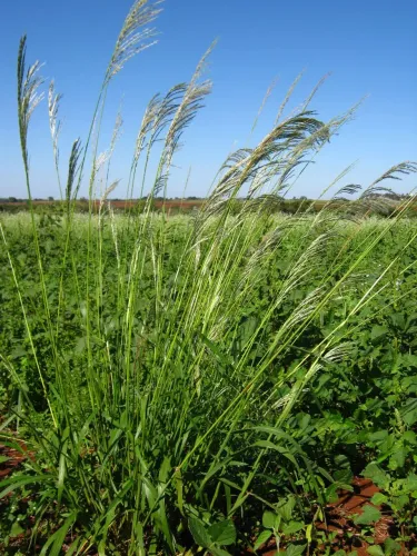 Aluguel de pasto para gado - Cezarina