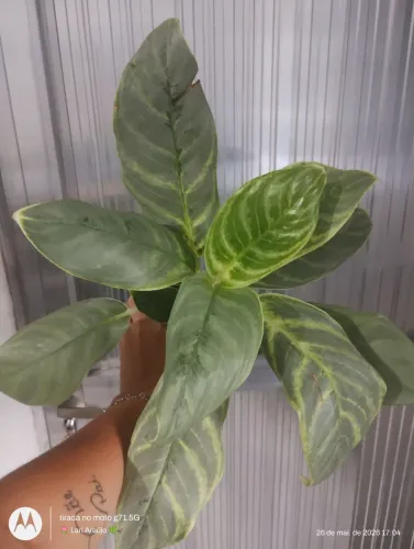 Plantas ornamentais 
