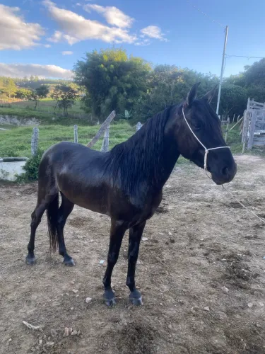 Cavalo Manga-Larga marchador