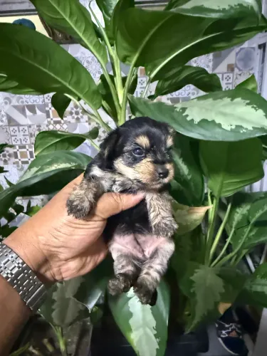 Yorkshire Terrier