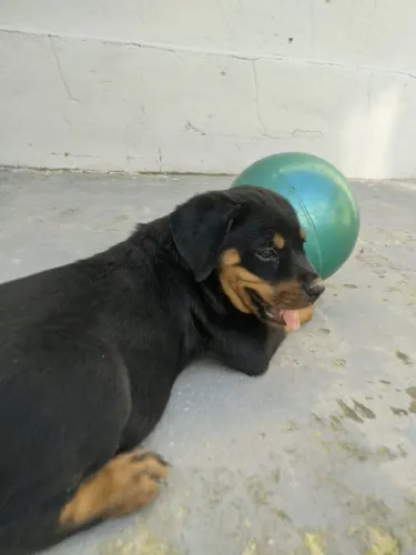Filhotes de Rottweiler 