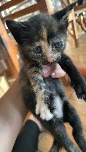 Adoção de gatos