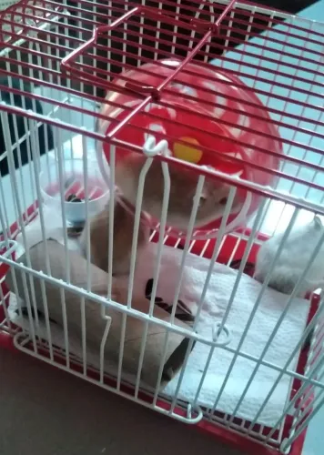 Gaiola + Hamster Anao Russo