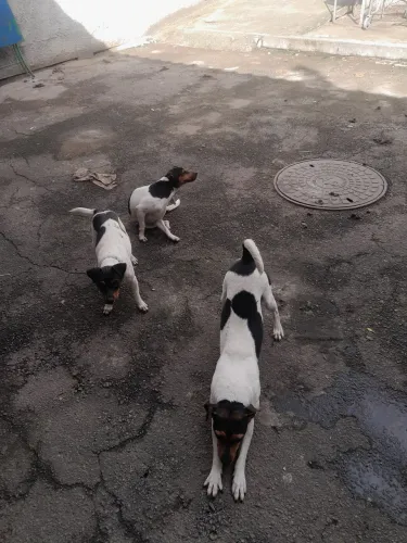 Doação de fox paulistinha 