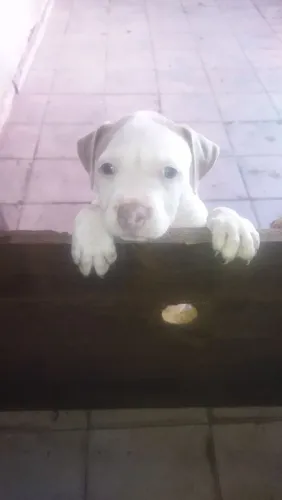 Filhote fêmea de Pitbull