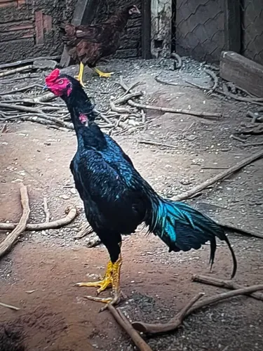 Frango índio