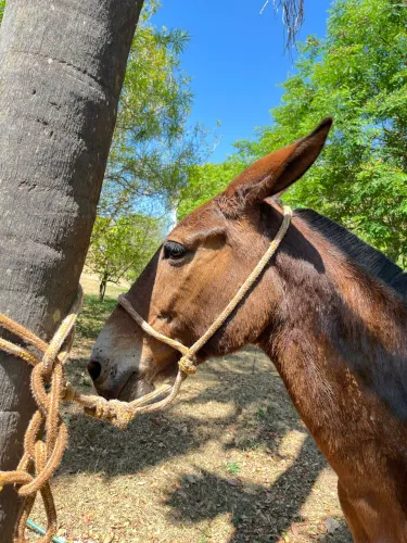 Burro de serviço e cavalgada