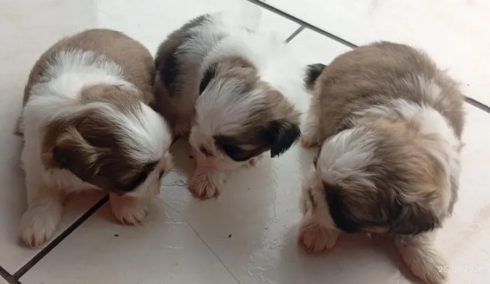 Vendo filhote micro shitzu fêmea 1.200. Macho 900 estão com 35 dias