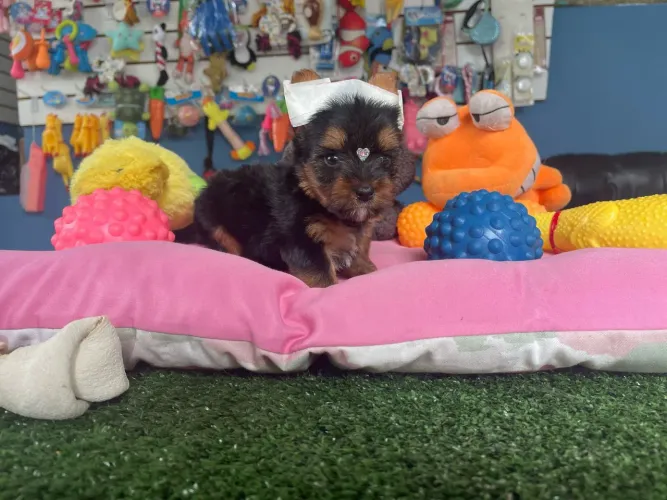 YorkShire terrier fêmea mini