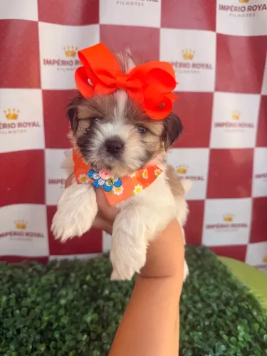Shihtzu Fêmea Tricolor Encatadora! Disponível